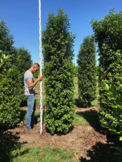 Grote Portugese Laurier (Prunus Lusitanica 'Angustifolia') -Directplant Winkel prunus l ang 300350 3