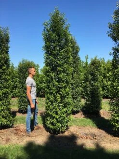 Grote Portugese Laurier (Prunus Lusitanica 'Angustifolia') -Directplant Winkel prunus l ang 350400 4