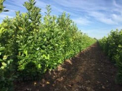 Grote Laurierkers (Prunus Laurocerasus 'Rotundifolia')