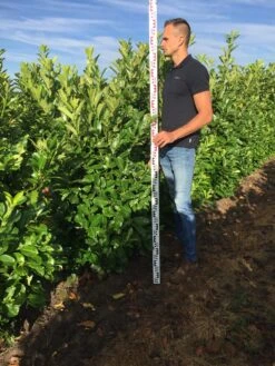 Grote Laurierkers (Prunus Laurocerasus 'Rotundifolia') -Directplant Winkel prunus l rot 150175 1