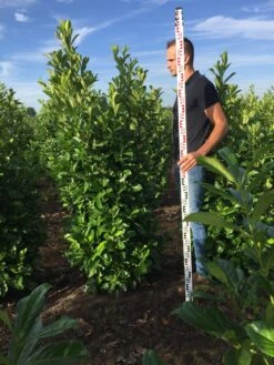 Grote Laurierkers (Prunus Laurocerasus 'Rotundifolia') -Directplant Winkel prunus l rot 175200