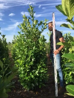 Grote Laurierkers (Prunus Laurocerasus 'Rotundifolia') -Directplant Winkel prunus l rot 200225 1