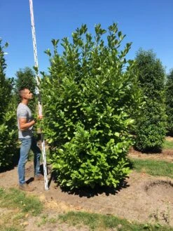 Grote Laurierkers (Prunus Laurocerasus 'Rotundifolia') -Directplant Winkel prunus l rot 250300 x 100 150 br 3