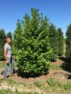 Grote Laurierkers (Prunus Laurocerasus 'Rotundifolia') -Directplant Winkel prunus l rot 300350 x150 br 3