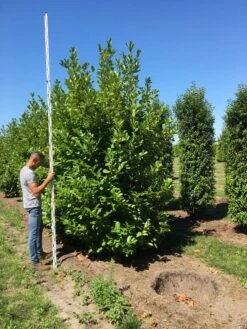 Grote Laurierkers (Prunus Laurocerasus 'Rotundifolia') -Directplant Winkel prunus l rot 350400 x 150 br 2