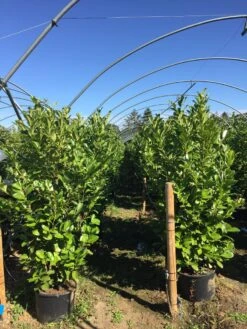 Grote Laurierkers (Prunus Laurocerasus 'Rotundifolia') -Directplant Winkel prunus laur. rotundifolia h160180cm 3