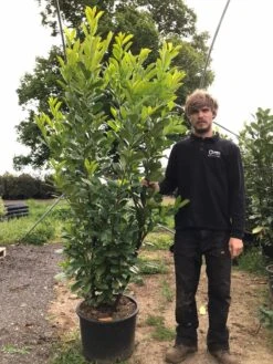 Grote Laurierkers (Prunus Laurocerasus 'Rotundifolia') -Directplant Winkel prunus laur. rotundifolia h180 200cm 3
