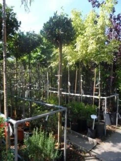 Laurierkers Op Stam (Prunus Laurocerasus 'Otto Luyken') -Directplant Winkel prunus laurocerasus otto luyken 8 10 12ho cont