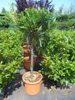 Laurierkers Op Stam (Prunus Laurocerasus 'Otto Luyken') -Directplant Winkel prunus laurocerasus otto luyken 80stam c25