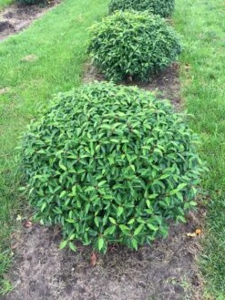 Portugese Laurier Als Grote Bolvorm (Prunus Lusitanica 'Angustifolia') -Directplant Winkel prunus lus. angustifolia bol 2