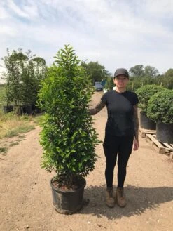 Grote Portugese Laurier (Prunus Lusitanica 'Angustifolia') -Directplant Winkel prunus lus. angustifolia h140160 1