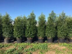 Grote Portugese Laurier (Prunus Lusitanica 'Angustifolia') -Directplant Winkel prunus lus. angustifolia h160180cm 1