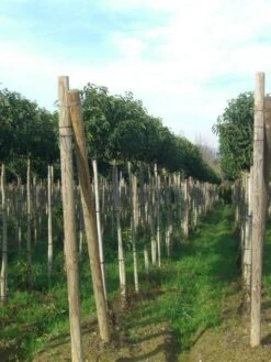 Portugese Laurier Als Boom (Prunus Lusitanica 'Angustifolia') -Directplant Winkel prunus lusitanica
