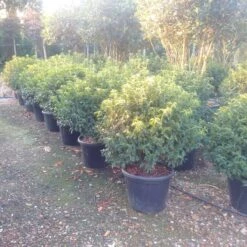 Portugese Laurier Als Bol (Prunus Lusitanica 'Angustifolia') -Directplant Winkel prunus lusitanica 1