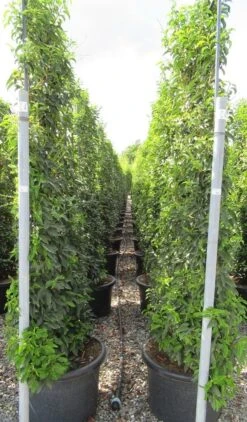 Portugese Laurier Als Leivorm (Prunus Lusitanica 'Angustifolia') -Directplant Winkel prunus lusitanica 110x180 leivorm 2