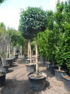 Portugese Laurier Als Boom (Prunus Lusitanica) -Directplant Winkel prunus lusitanica 20 25ho c160