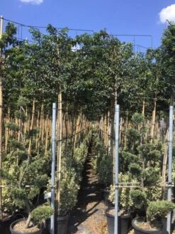 Portugese Laurier Als Leiboom (Prunus Lusitanica) -Directplant Winkel prunus lusitanica 5