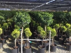 Portugese Laurier Op Stam (Prunus Lusitanica 'Angustifolia') -Directplant Winkel prunus lusitanica 80cm stam