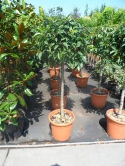 Portugese Laurier Als Boom (Prunus Lusitanica) -Directplant Winkel prunus lusitanica 80stam c25