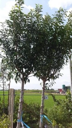 Portugese Laurier Als Boom (Prunus Lusitanica) -Directplant Winkel prunus lusitanica als boom01 1