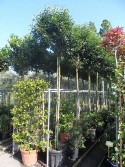 Portugese Laurier Als Boom (Prunus Lusitanica 'Angustifolia') -Directplant Winkel prunus lusitanica angustifolia 1