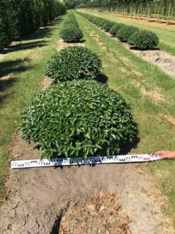 Portugese Laurier Als Grote Bolvorm (Prunus Lusitanica 'Angustifolia') -Directplant Winkel prunus lusitanica angustifolia 100 cm breed bol drkl 1