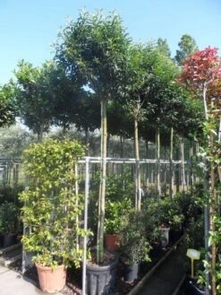 Portugese Laurier Als Boom (Prunus Lusitanica 'Angustifolia') -Directplant Winkel prunus lusitanica angustifolia 12 14ho 1