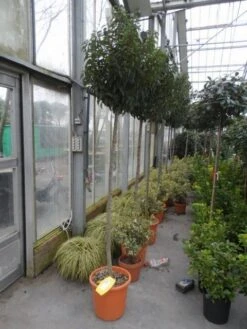 Portugese Laurier Als Boom (Prunus Lusitanica 'Angustifolia') -Directplant Winkel prunus lusitanica angustifolia 150stam c25 1