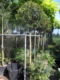 Portugese Laurier Als Boom (Prunus Lusitanica 'Angustifolia') -Directplant Winkel prunus lusitanica angustifolia 150stam c35