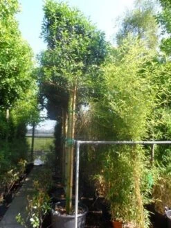 Portugese Laurier Als Boom (Prunus Lusitanica 'Angustifolia') -Directplant Winkel prunus lusitanica angustifolia 16 18 20ho cont. leivorm 1