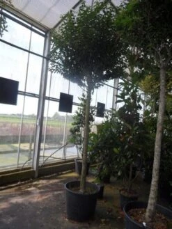 Portugese Laurier Als Boom (Prunus Lusitanica 'Angustifolia') -Directplant Winkel prunus lusitanica angustifolia 16 18ho c90 1