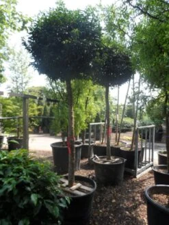 Portugese Laurier Als Boom (Prunus Lusitanica 'Angustifolia') -Directplant Winkel prunus lusitanica angustifolia 18 20 ho c130 1