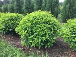 Portugese Laurier Als Grote Bolvorm (Prunus Lusitanica 'Angustifolia') -Directplant Winkel prunus lusitanica angustifolia 90 cm breed bol drkl 1