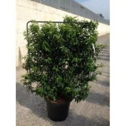 Portugese Laurier Als Leivorm (Prunus Lusitanica 'Angustifolia') -Directplant Winkel prunus lusitanica angustifolia 95x110 leivorm 1