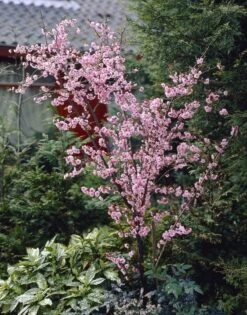 Perzikboom (Prunus Persica) -Directplant Winkel prunus persica01