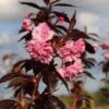 Roodbladige Japanse Sierkers (Prunus 'Royal Burgundy') -Directplant Winkel prunus royal burgundy