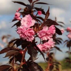 Roodbladige Japanse Sierkers (Prunus 'Royal Burgundy')