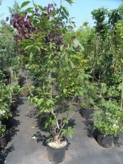 Sierkers, Struikvorm (Prunus Serrulata 'Kanzan') -Directplant Winkel prunus serrulata kanzan 150 175 200 c25