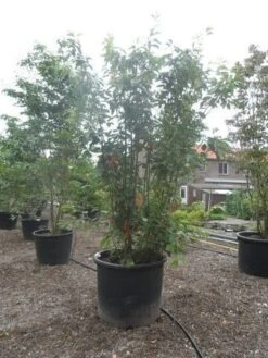 Sierkers, Struikvorm (Prunus Serrulata 'Kanzan') -Directplant Winkel prunus serrulata kanzan 250 300 350 c500 meerstammig