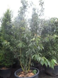 Sierkers, Struikvorm (Prunus Serrulata 'Kanzan') -Directplant Winkel prunus serrulata kanzan 250 300 c250