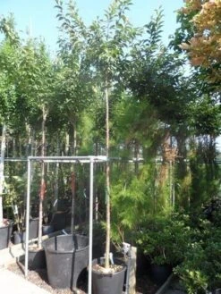 Japanse Sierkers (Prunus Subhirtella 'Autumnalis') -Directplant Winkel prunus subhirtella autumnalis 10 12ho cont