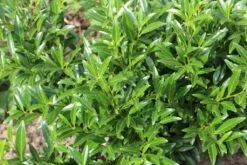 Laurierkers (Prunus Laurocerasus 'Sofia') -Directplant Winkel prunuslsofia02