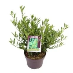 Laurierkers (Prunus Laurocerasus 'Sofia') -Directplant Winkel prunuslsofia03 2