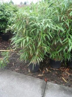 Bamboe (Pseudosasa Japonica) -Directplant Winkel pseudosasa japonica 150 175 c25