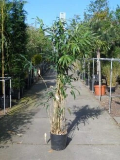 Bamboe (Pseudosasa Japonica) -Directplant Winkel pseudosasa japonica 150 200 c20 1
