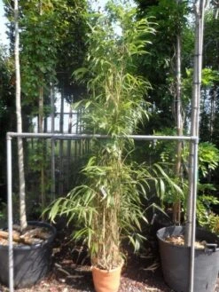 Bamboe (Pseudosasa Japonica) -Directplant Winkel pseudosasa japonica 175 200 c25
