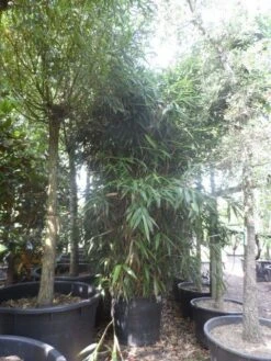 Bamboe (Pseudosasa Japonica) -Directplant Winkel pseudosasa japonica 200 300 c240 extra