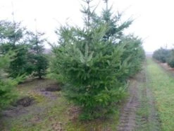 Douglasspar (Pseudotsuga Menziessii) 13 Douglasspar (Pseudotsuga Menziessii) -Directplant Winkel pseudotsuga menziesii 300 400 200 300 002 1
