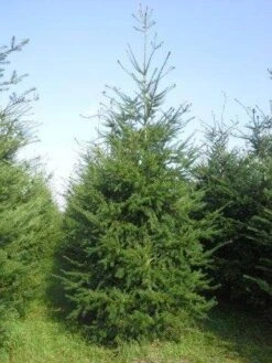 Douglasspar (Pseudotsuga Menziessii) 11 Douglasspar (Pseudotsuga Menziessii) -Directplant Winkel pseudotsuga menziesii 400 450 4 1