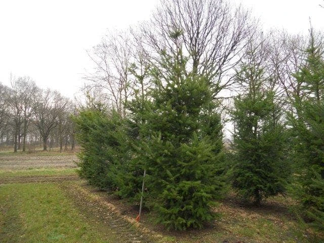 Douglasspar (Pseudotsuga Menziessii) 3 Douglasspar (Pseudotsuga Menziessii)